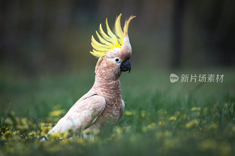 凤头鹦鹉(Cacatua galerita)